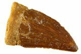 Serrated Raptor Tooth - Real Dinosaur Tooth #332684-1